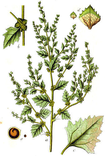 Atriplex rosea